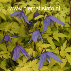Clematis 'Stolwijk Gold'