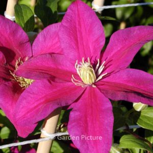 Clematis 'Sunset'