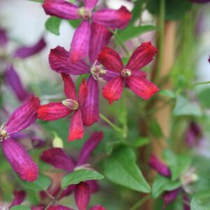 Clematis 'Sweet Summer Love'