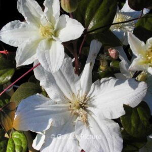 Clematis 'Sylvia Denny'