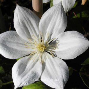 Clematis 'The Bride'
