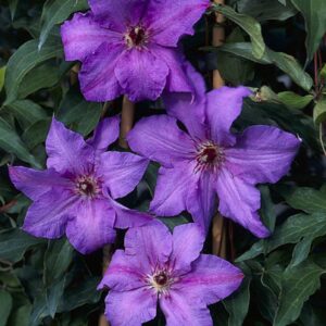 Clematis 'The First Lady'