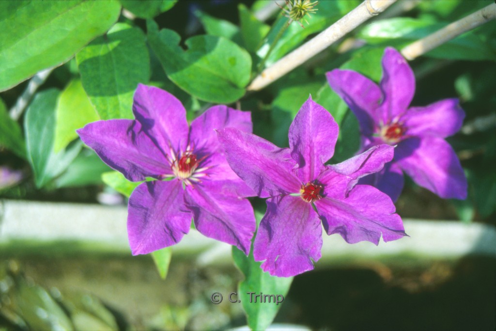 Clematis 'The President'