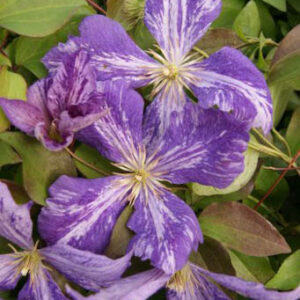 Clematis 'Tie Dye'