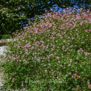 Clematis 'Triternata Rubromarginata'
