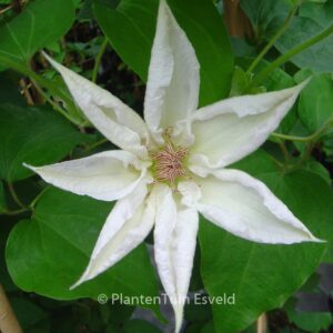 Clematis 'Valge Daam'