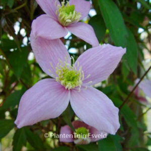 Clematis 'Vera'