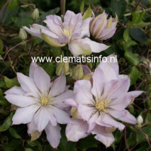 Clematis 'Violet Elizabeth'