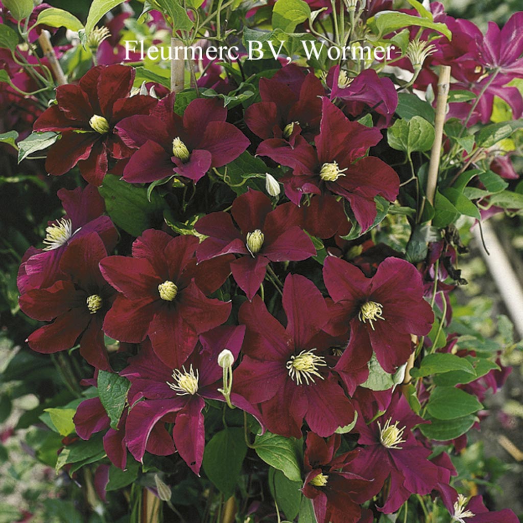 Clematis 'Warszawska Nike'