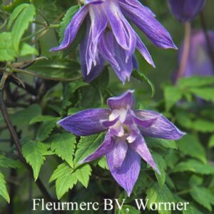 Clematis 'Wesselton'