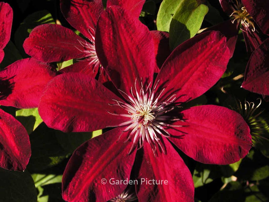 Clematis 'Westerplatte'