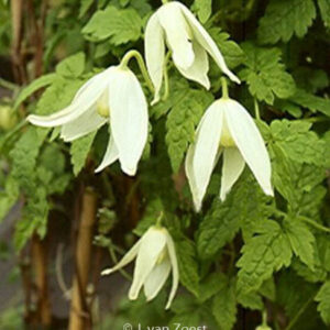 Clematis 'White Columbine'