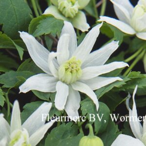 Clematis 'White Lady'