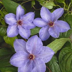Clematis 'William Kennet'