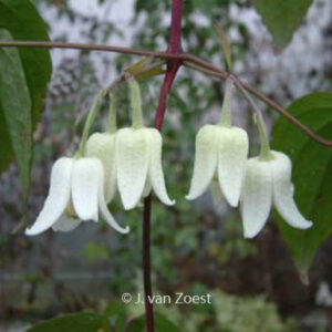 Clematis 'Winter Beauty'