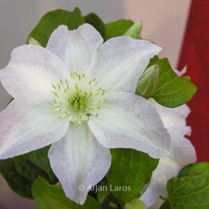 Clematis 'Yukikomachi'