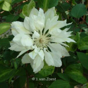 Clematis 'Yukiokoshi'