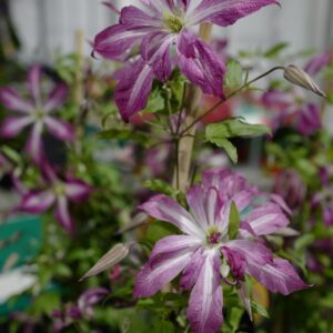 Clematis 'ZO24010' (GLORIOUS SURPRISE)
