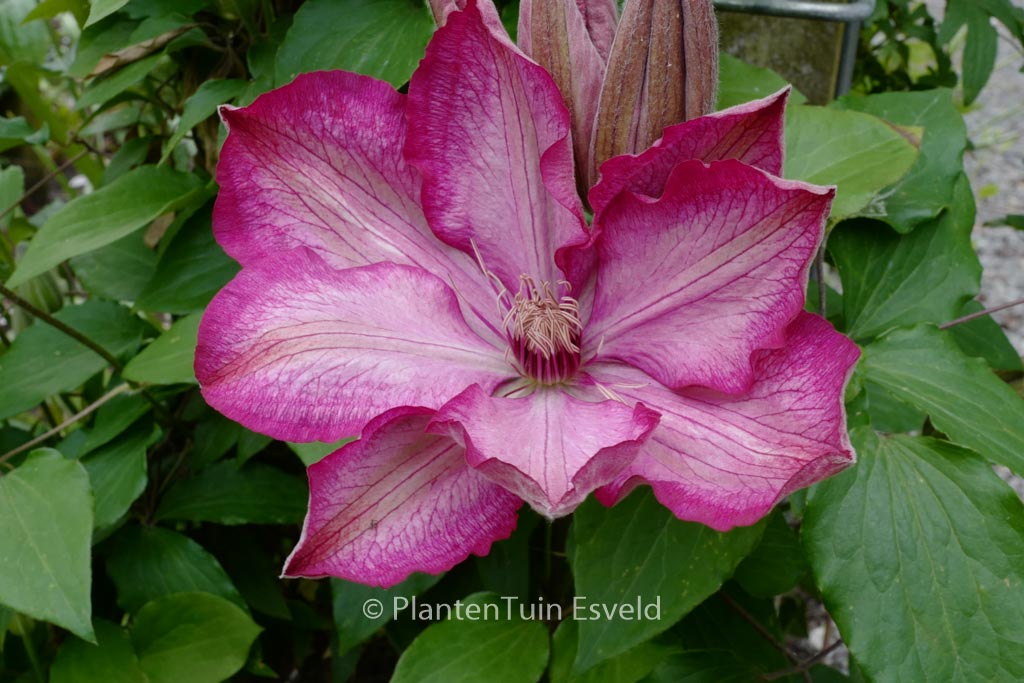 Clematis 'Zo08095' (LIBERTY)