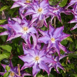 Clematis 'Zo08111' (PALETTE)