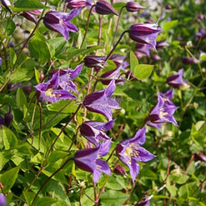 Clematis 'Zo08171' (PRINCE WILLIAM)