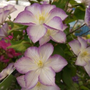 Clematis 'Zo09067' (LUCKY CHARM)