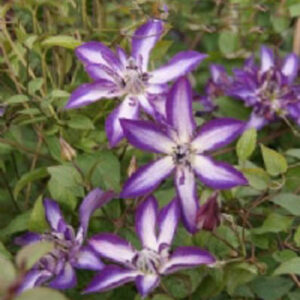Clematis 'Zo09085' (ASTRA NOVA)