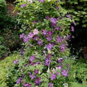 Clematis 'Zo09088' (SUPER NOVA)