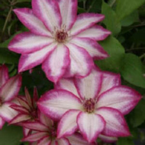 Clematis 'Zo09124' (PICOTEE)