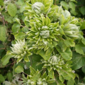 Clematis 'Zo11050' (GREEN PASSION)