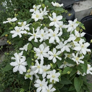 Clematis 'Zo14089' (WHITE ARABELLA)