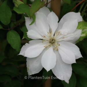 Clematis 'Zodado' (DANCING DORIEN)