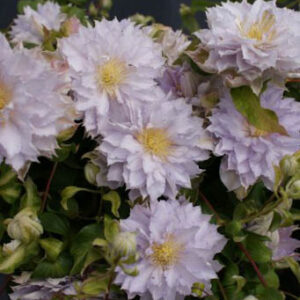 Clematis 'Zodaki' (DANCING KING)
