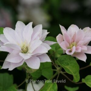 Clematis 'Zodaque' (DANCING QUEEN)