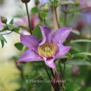 Clematis 'Zoexci' (EXCITING)