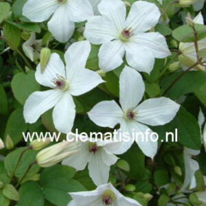 Clematis 'Zofofri' (FOREVER FRIENDS)