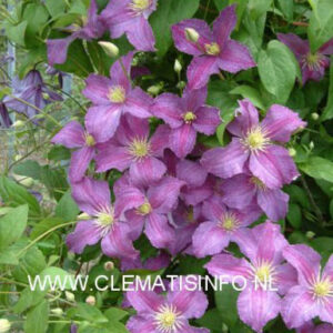 Clematis 'Zojogo' (JOLLY GOOD)