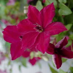 Clematis 'Zojohnhowells' (JOHN HOWELLS)