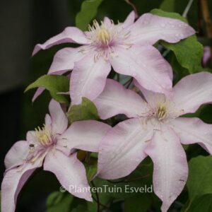 Clematis 'Zoklaku' (MORNING STAR)
