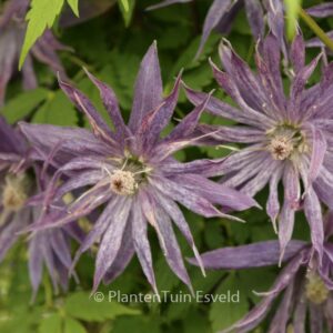 Clematis 'Zospi' (SPIKY)