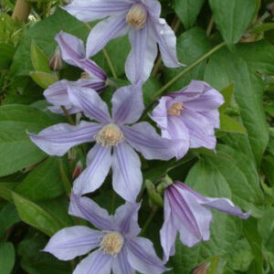 Clematis 'Zostarri' (STAR RIVER)