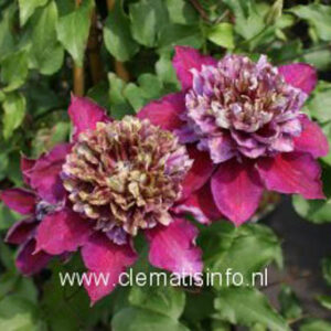 Clematis 'Zotemp' (TEMPTATION)