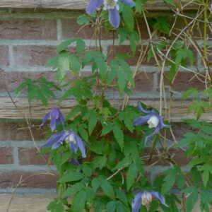 Clematis alpina