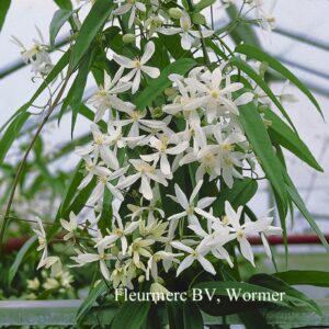 Clematis armandii 'Snowdrift'