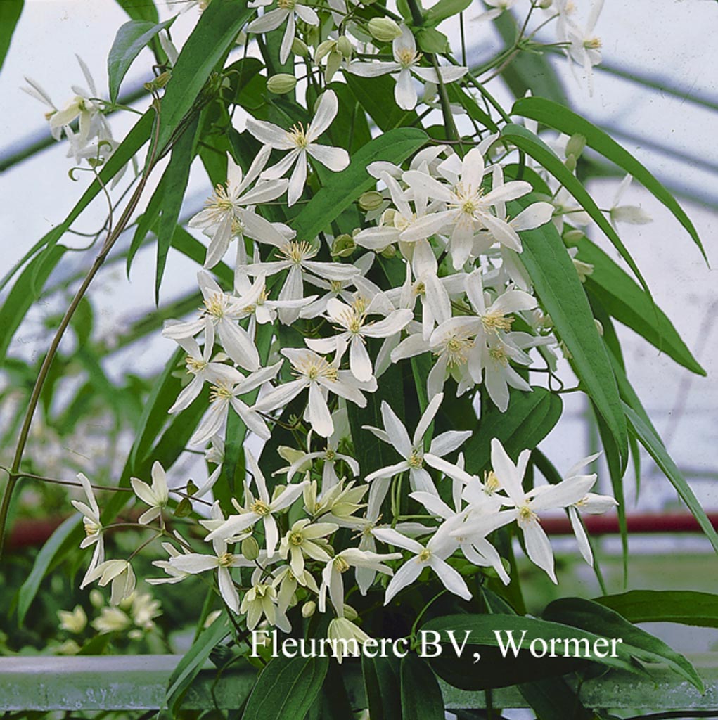 Clematis armandii 'Snowdrift'