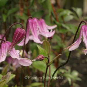 Clematis integrifolia 'Rosea'