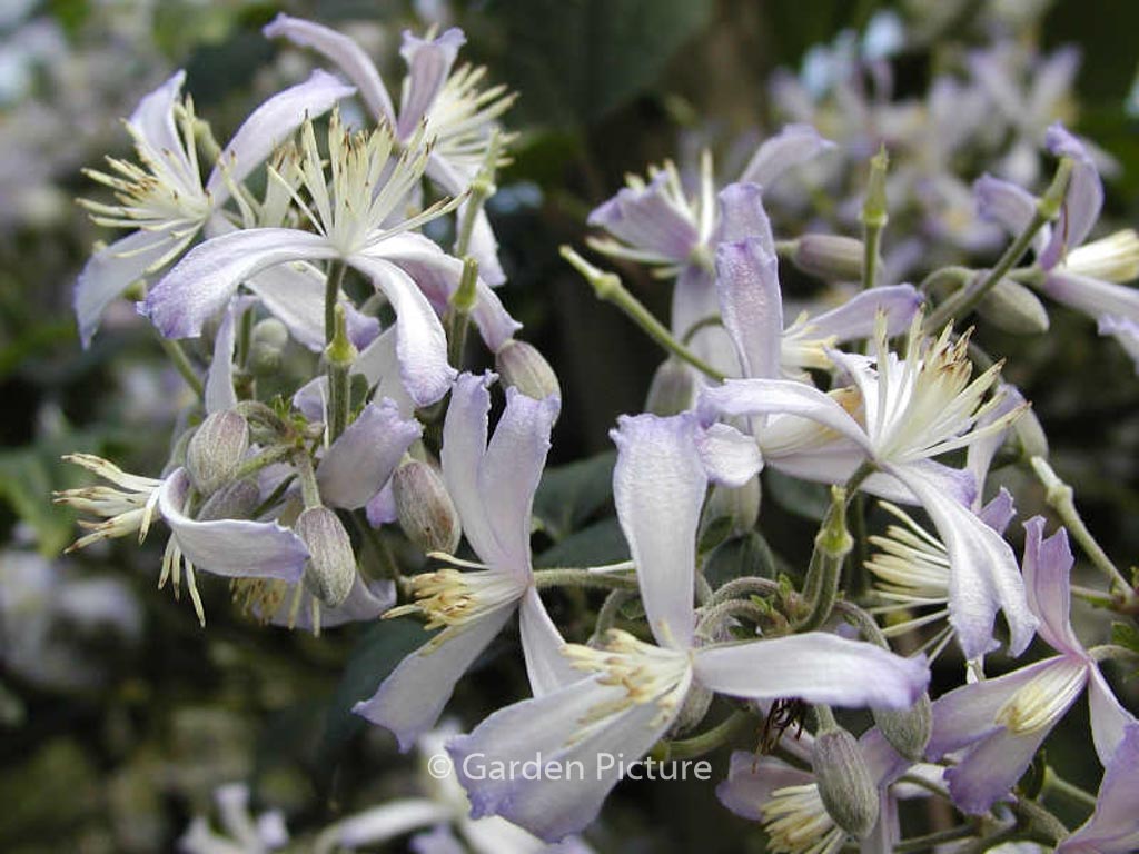 Clematis jouiniana 'Praecox'