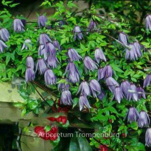 Clematis macropetala