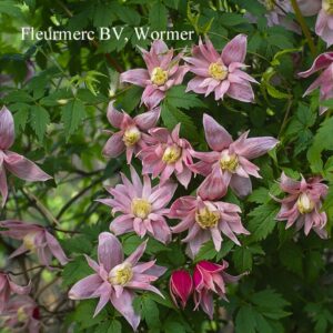 Clematis macropetala 'Markham's Pink'