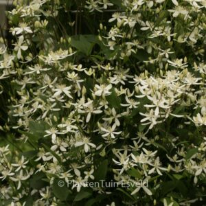 Clematis mandschurica